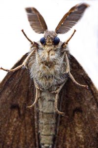 gypsy-moth-gb6f098417_1280