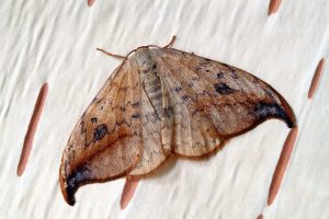 moth-g3d7b33f85_1280