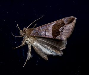 moth-ge7ca56281_1280