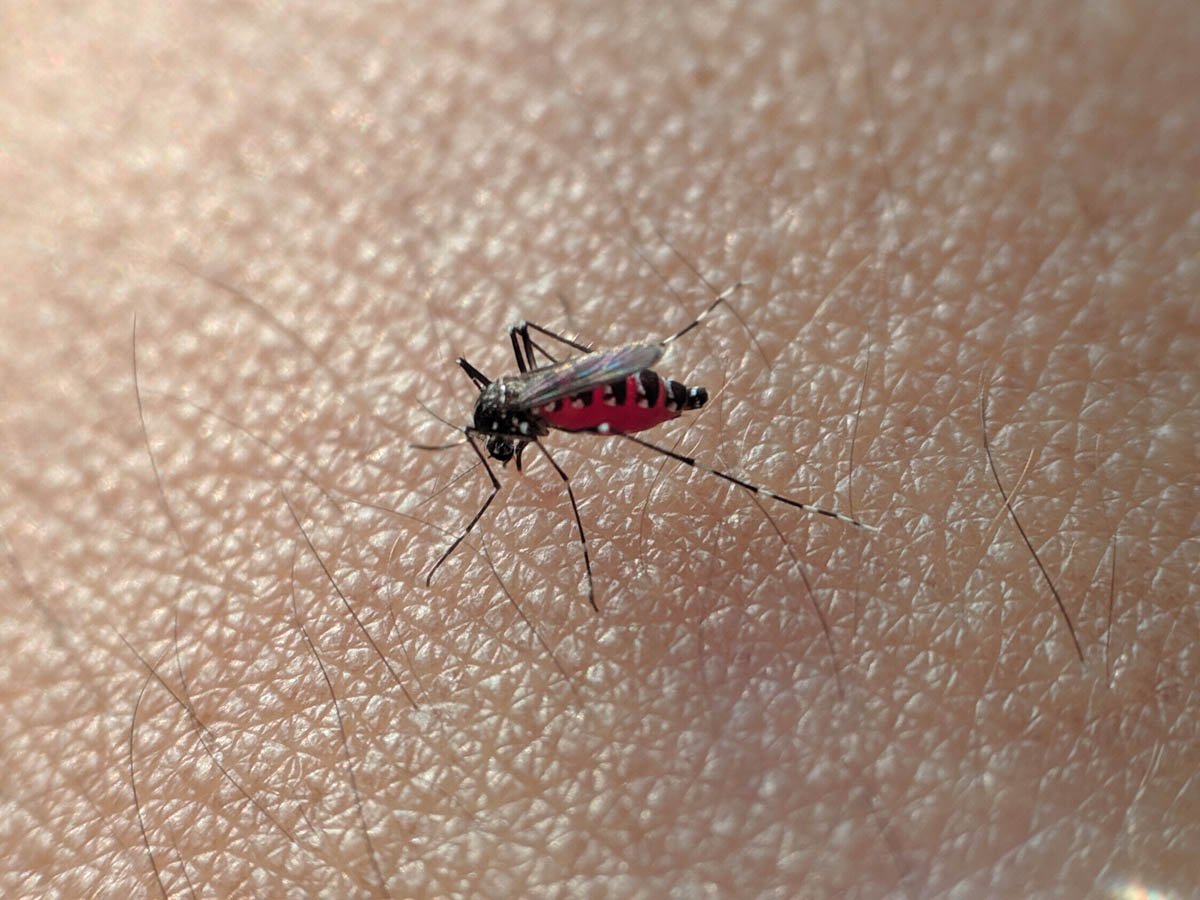 יתוש